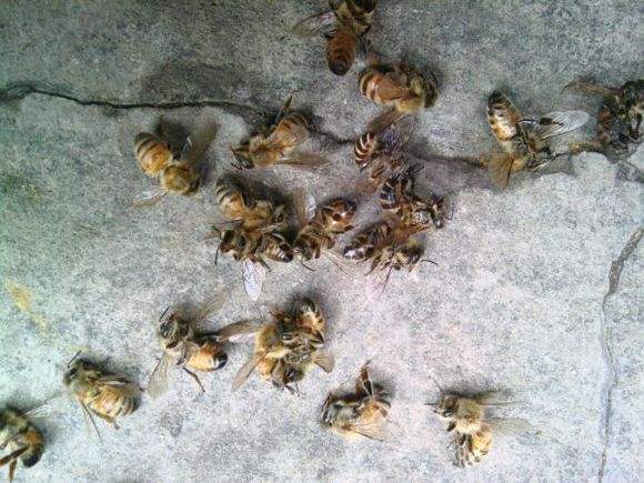 abeille morte
